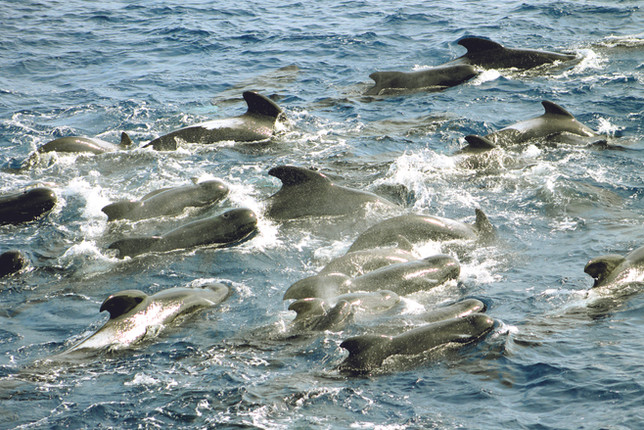 Grupo de baleias-piloto-de-peitorais-longas (Globicephala melas) Autor: Nicholas Daudt/Projeto Talude, Local: região oceânica do sul do Brasil