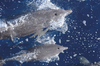 Golfinhos-pintados-do-Atlântico (Stenella frontalis) Autor: Pedro Fruet/Projeto Talude, Local: região oceânica do sudeste do Brasil