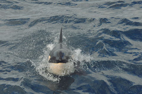 Orca (Orcinus orca) Autor: Rodrigo Genoves/Projeto Talude,  Local: região oceânica do sudeste do Brasil