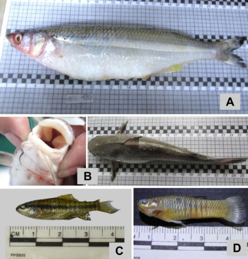 Hospedeiros utilizados em estudos de parasitos