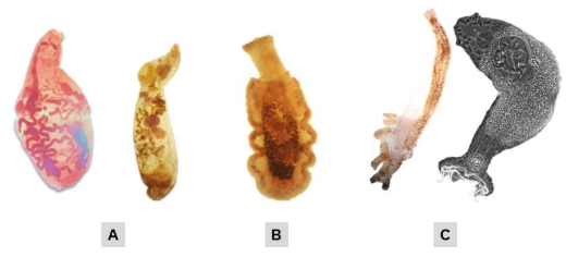 Parasitos Platyhelminthes da CHURG