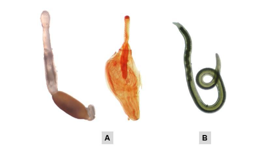Parasitos Acanthocephala e Nematoda da CHURG