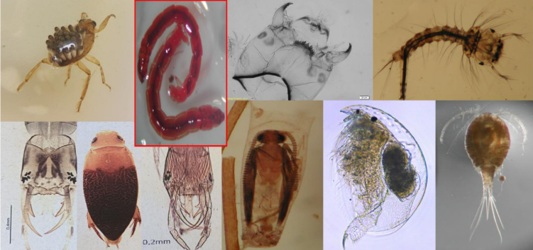 Organismos da Coleção
