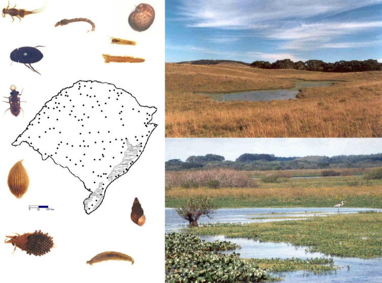 Distribuição de áreas úmidas