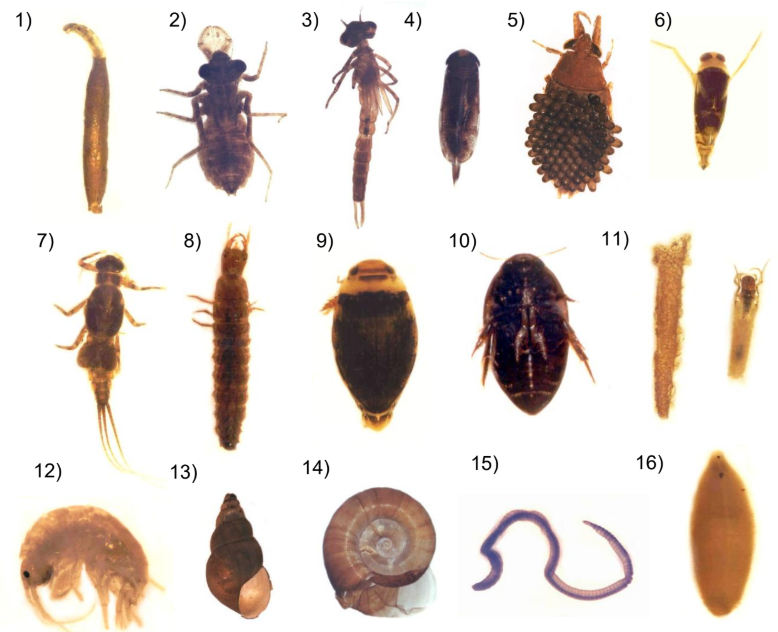 Famílias de invertebrados