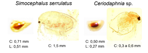 Comunidade zooplanctônica