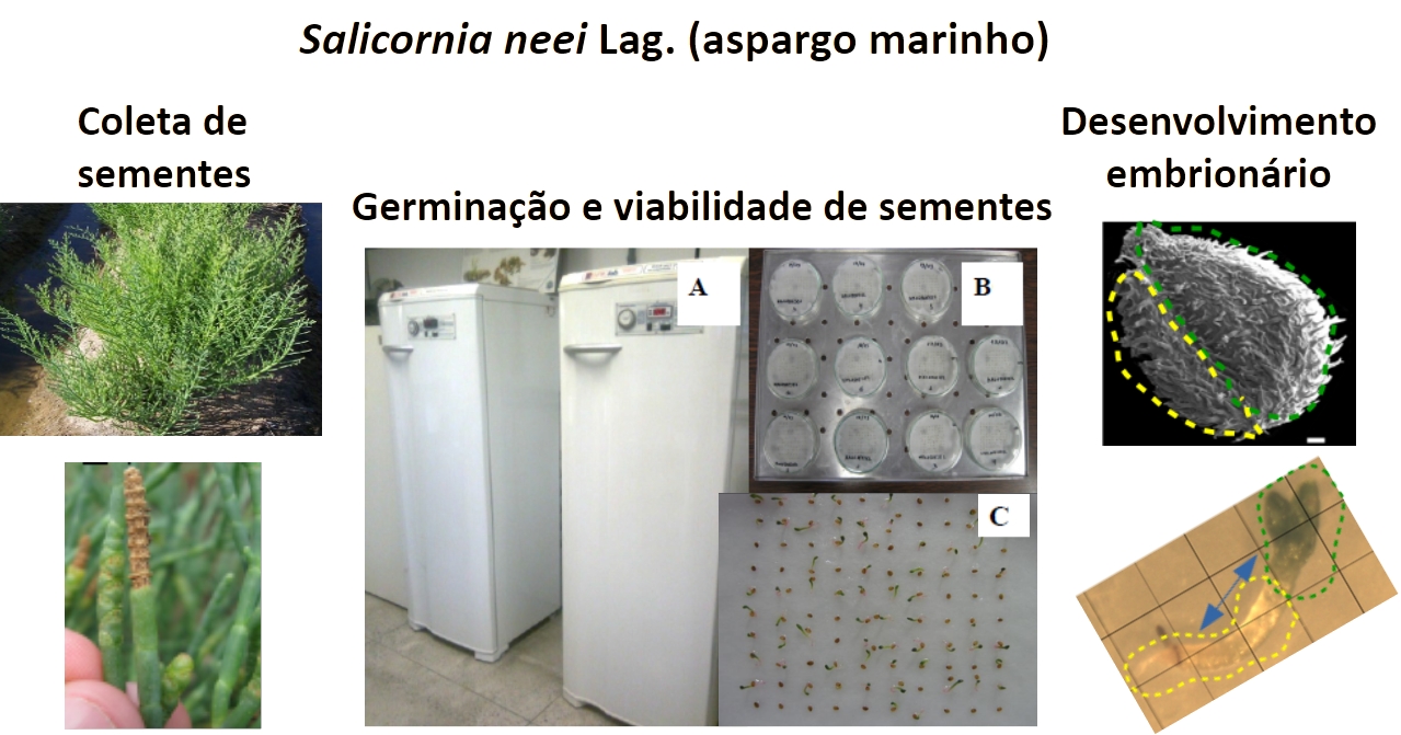Exemplo de estudos desenvolvidos em associação com o Germoplasma
