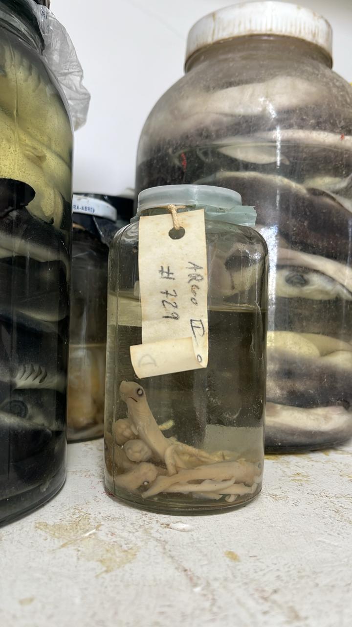 Peixes Cartilaginosos 1