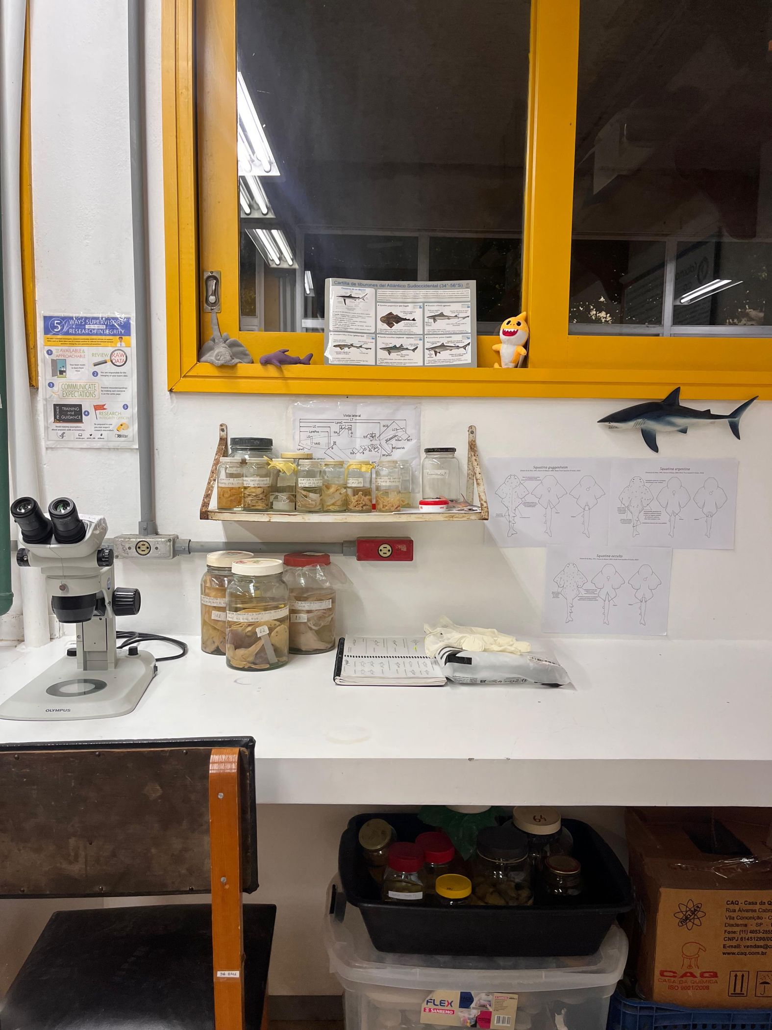 Peixes Cartilaginosos 3