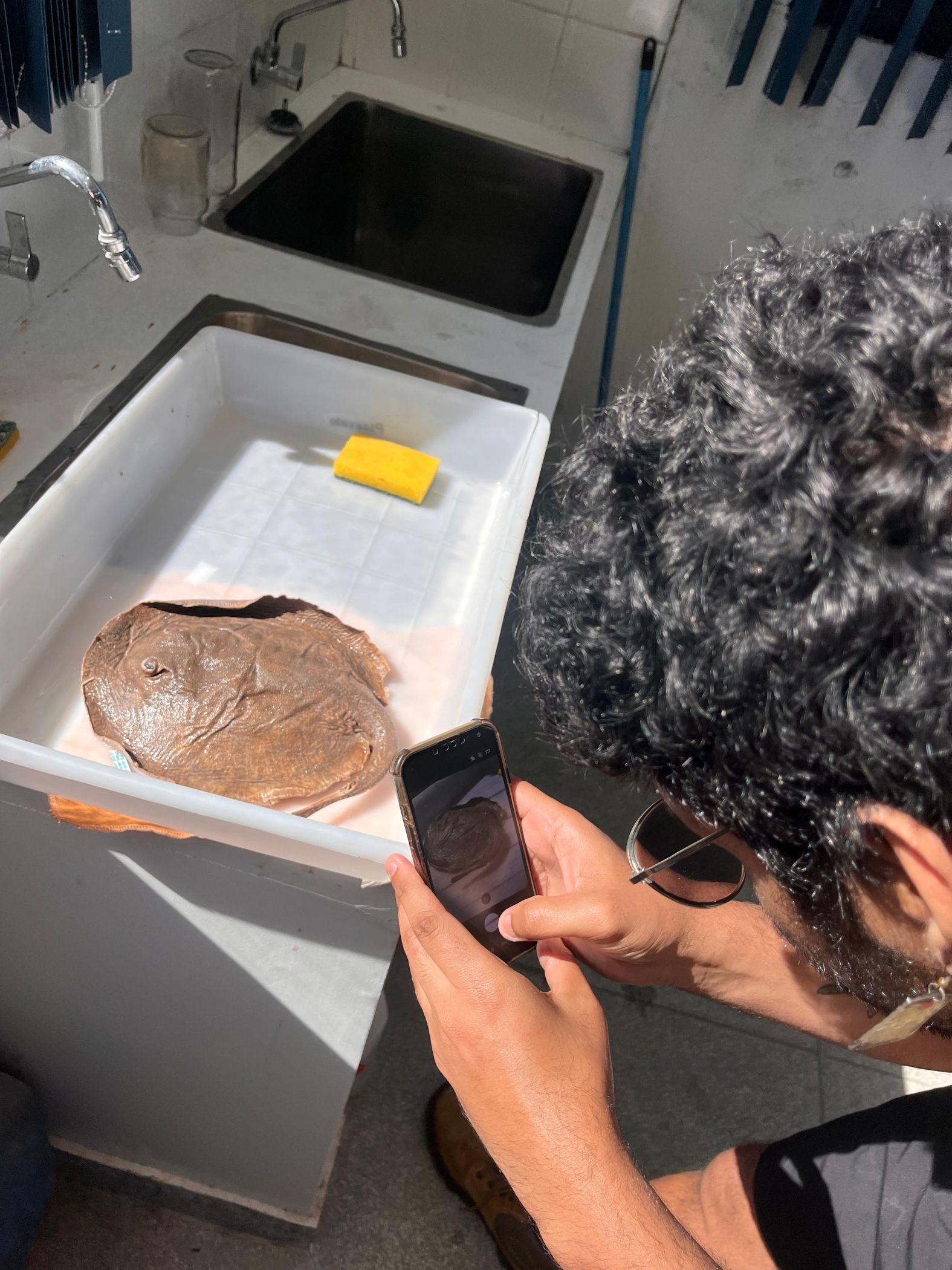 Peixes Cartilaginosos 4