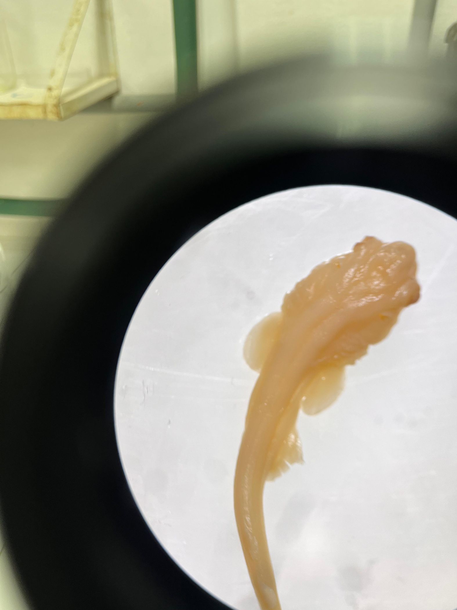 Peixes Cartilaginosos 5