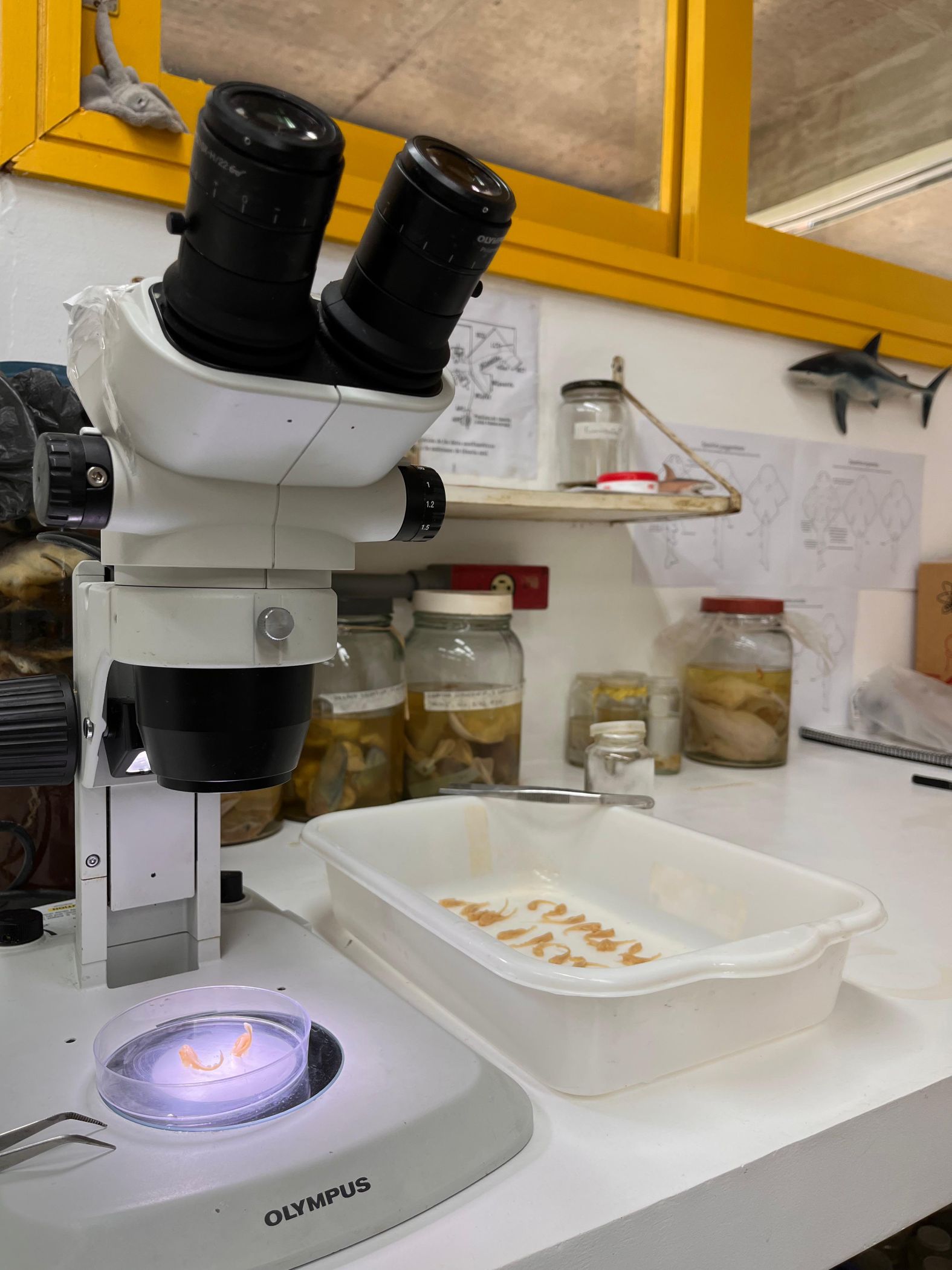 Peixes Cartilaginosos 6