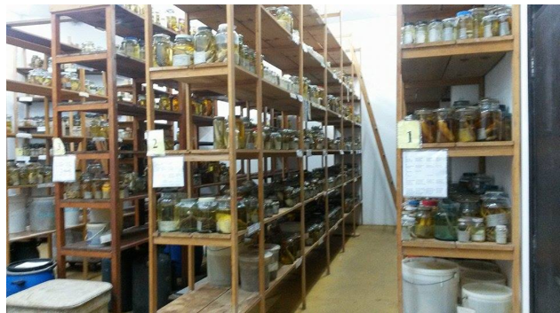 Coleção de Peixes da FURG